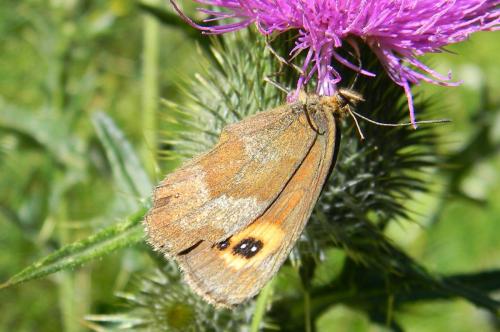 Erebia aethiops