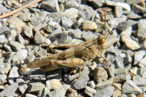 Réf. 79 925 : Oedipoda sp.