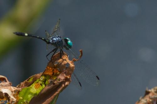 Nephepeltia phryne
