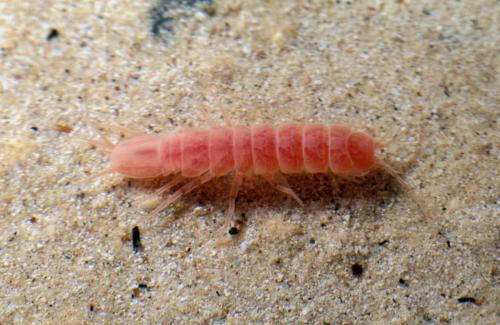 Stenasellus virei hussoni