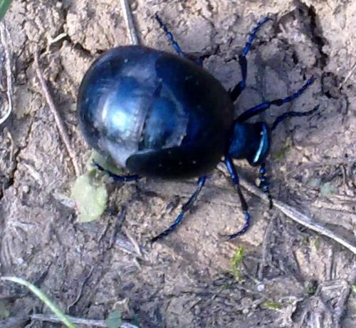 Meloe sp.
