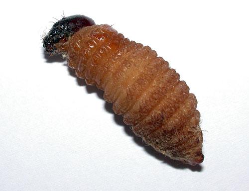 Réf. 79 233 : Rhynchophorus ferrugineus