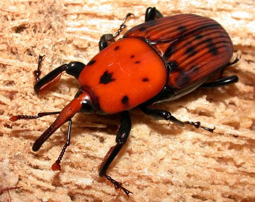 Réf. 79 234 : Rhynchophorus ferrugineus