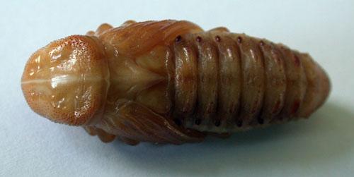 Réf. 79 236 : Rhynchophorus ferrugineus