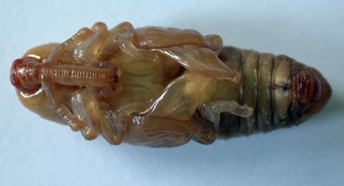 Rhynchophorus ferrugineus
