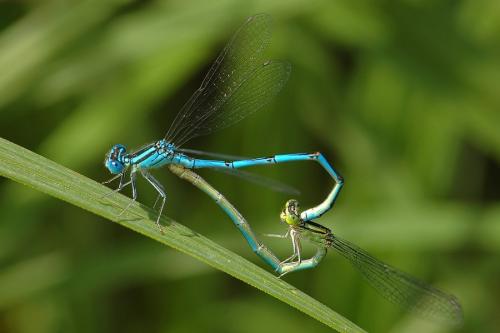 Erythromma lindenii