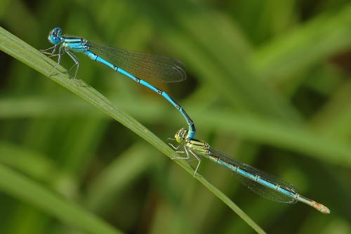 Erythromma lindenii