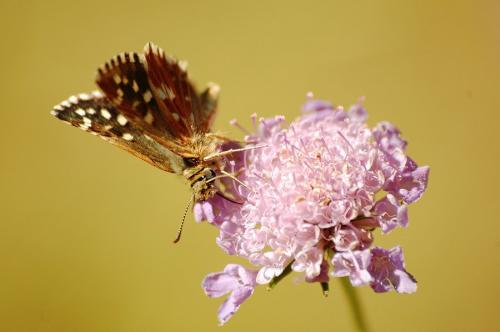 Pyrgus sp.