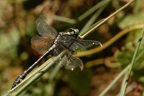 Réf. 79 006 : Gomphus vulgatissimus