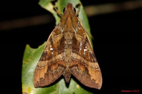 Nephele densoi