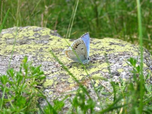 Polyommatus dorylas