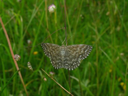 Réf. 79 741 : Scopula immorata