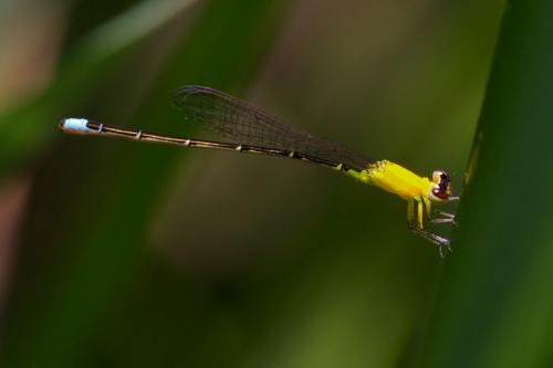 Ischnura capreolus