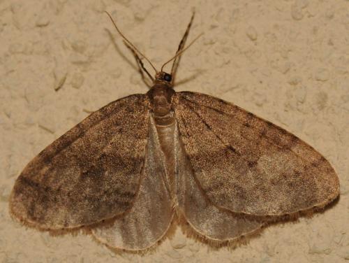 Réf. 79 558 : Operophtera brumata