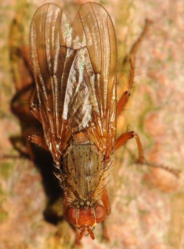 Réf. 79 504 : Scathophaga lutaria