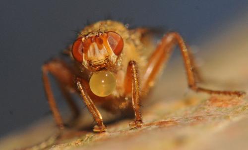 Scathophaga lutaria