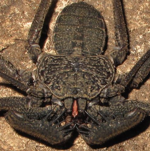 Phrynus exsul
