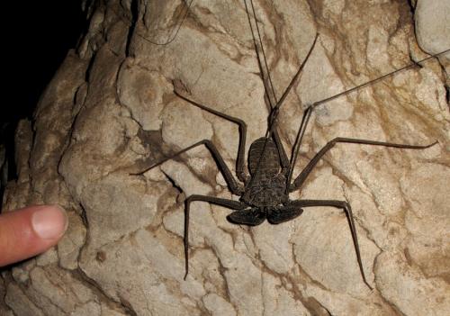 Phrynus exsul