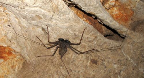 Phrynus exsul