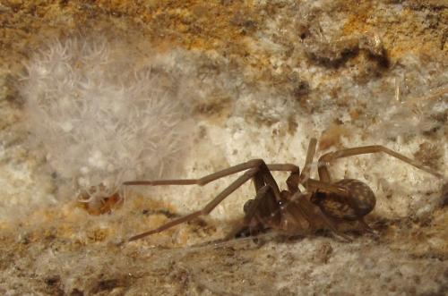 Réf. 79 361 : Pritha sp.