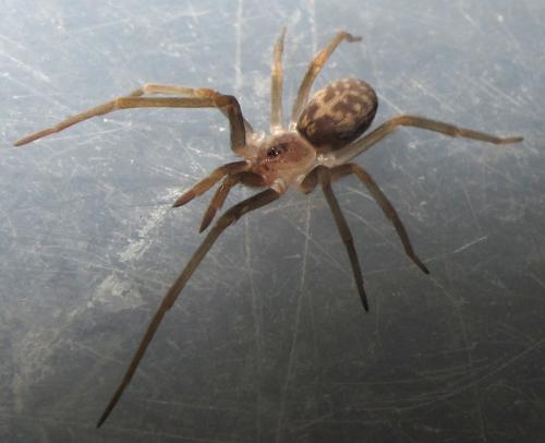 Réf. 79 365 : Pritha sp.