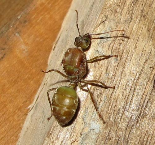 Oecophylla smaragdina