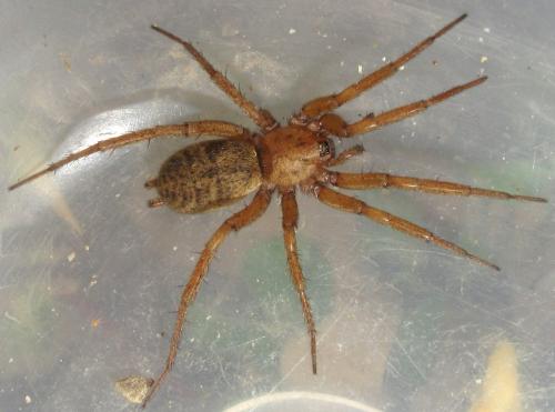 Pterotricha lentiginosa