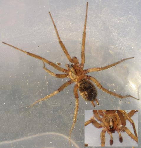Pterotricha lentiginosa