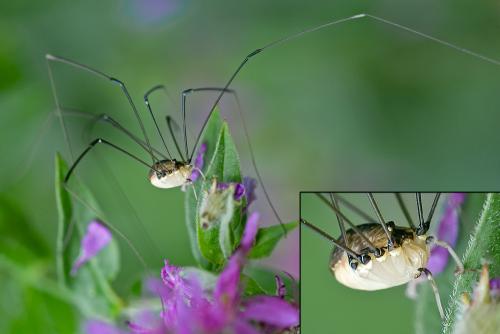 Réf. 79 944 : Leiobunum rotundum