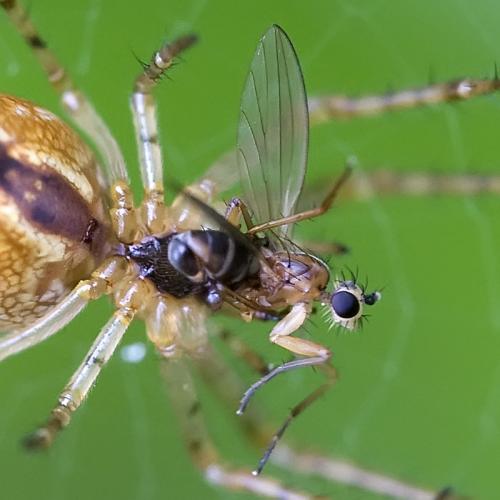 Lonchoptera sp.