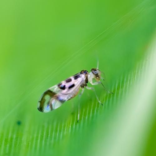 Graphopsocus cruciatus