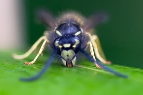 Réf. 79 241 : Vespula vulgaris