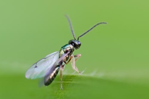 Pteromalinae