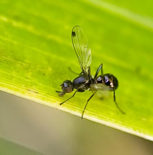 Sepsis sp.