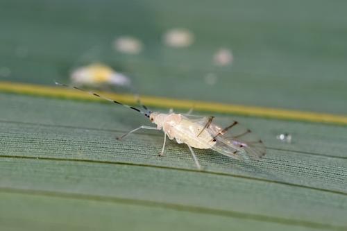 Réf. 79 761 : Takecallis arundicolens
