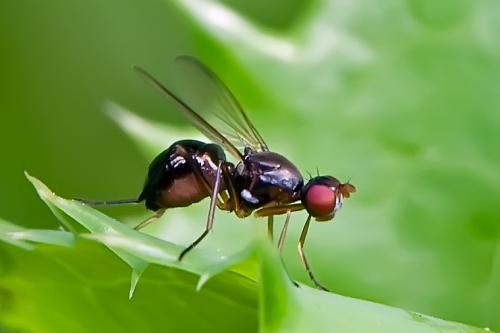 Nemopoda nitidula
