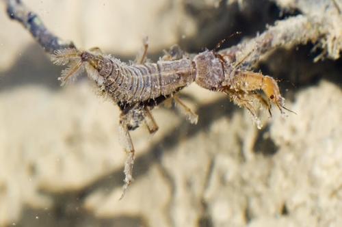 Dytiscus semisulcatus