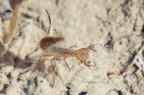 Réf. 79 277 : Dytiscus marginalis