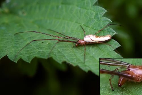 Tetragnatha sp.