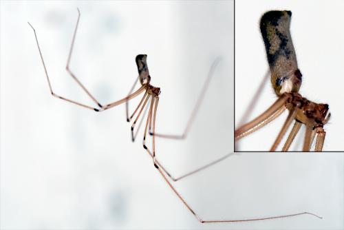 Réf. 79 286 : Pholcus phalangioides