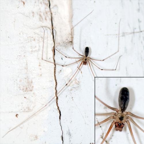 Réf. 79 315 : Pholcus phalangioides