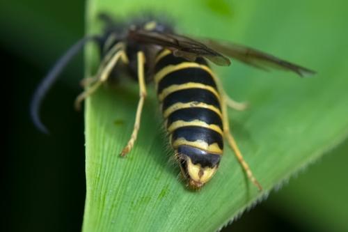 Dolichovespula media