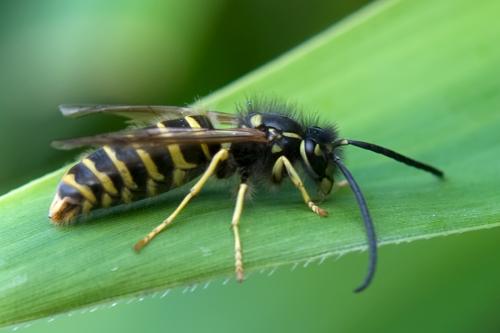 Réf. 79 170 : Dolichovespula media