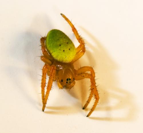 Araniella sp.