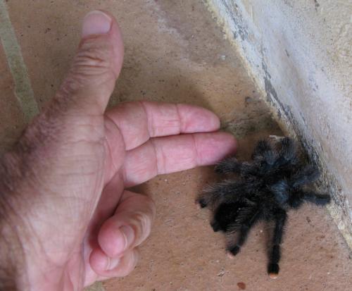 Réf. 79 264 : Avicularia avicularia