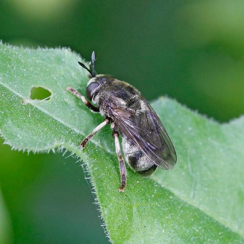 Réf. 79 887 : Microdon devius