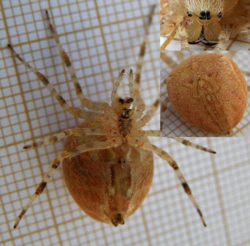 Araneus diadematus