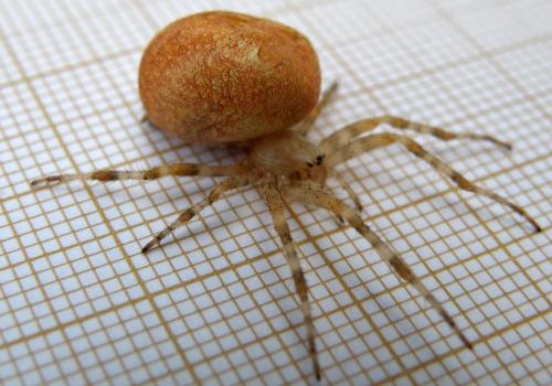 Araneus diadematus