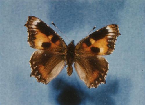 Aglais urticae