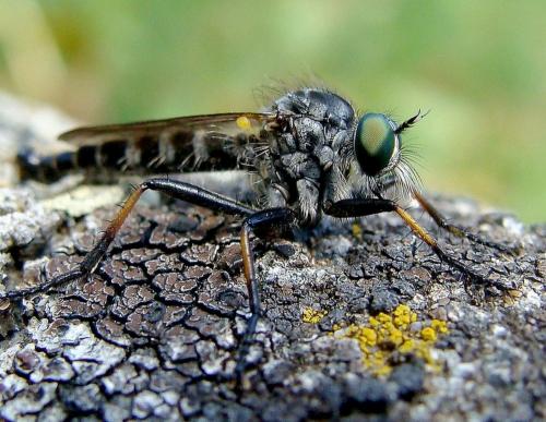 Neoitamus sp.